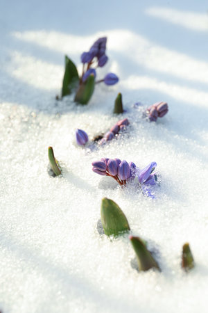 Beautiful lilac alpine squill flowers growing throughの写真素材