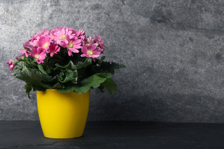 Beautiful pink cineraria plant in flower pot on black table. Space for textの写真素材