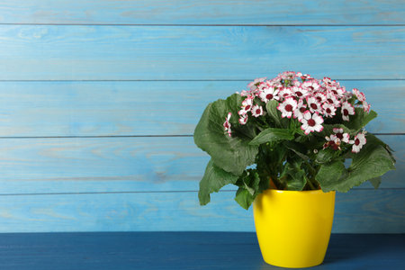 Beautiful cineraria plant in flower pot on blue wooden table. Space for textの写真素材