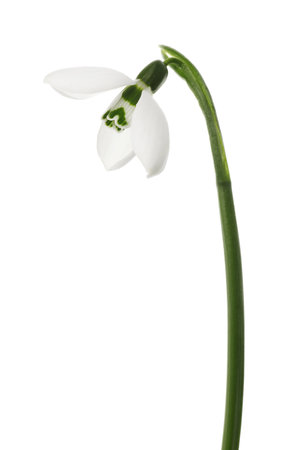 Beautiful snowdrop isolated on white. spring flowerの写真素材