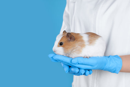 Scientist holding guinea pig on light blue background, closeup with space for text. Animal testing conceptの写真素材