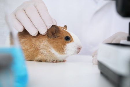 Scientist with guinea pig in chemical laboratory, closeup. animal testingの写真素材