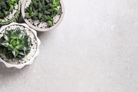 Beautiful Haworthia and Echeveria in pots on gray table, flat lay with space for text. different house plantsの写真素材