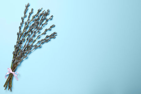 Beautiful blooming pussy willow branches on light blue background, top view. Space for textの写真素材