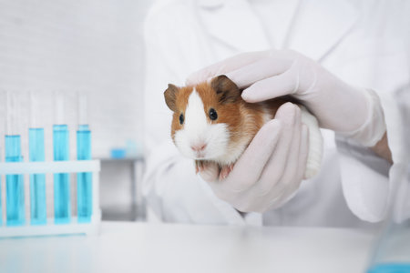 Scientist with guinea pig in chemical laboratory, closeup. animal testingの写真素材