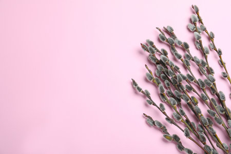 Beautiful blooming pussy willow branches on pink background, flat lay. Space for textの写真素材