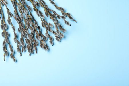 Beautiful blooming pussy willow branches on light blue background, flat lay. Space for textの写真素材