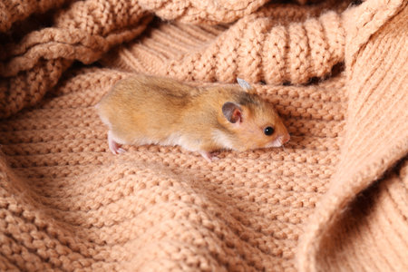 Cute little hamster on pink knitted sweaterの写真素材