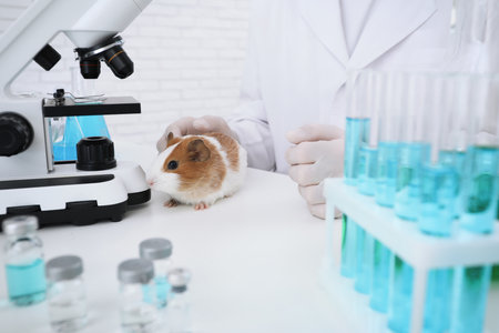 Scientist with guinea pig in chemical laboratory, closeup. animal testingの写真素材