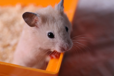 Cute fluffy pearl hamster at home, closeupの写真素材