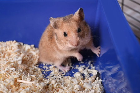 Cute little fluffy hamster playing in cageの写真素材