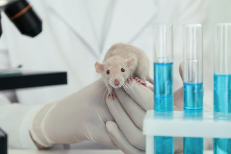 Scientist with rat in chemical laboratory, closeup. Animal testingの写真素材