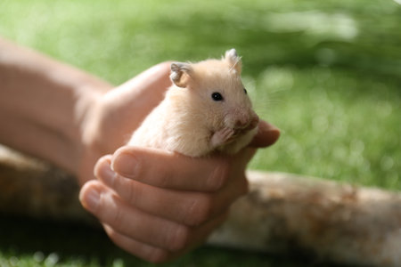 Woman with cute little hamster outdoors, closeup. Space for textの写真素材
