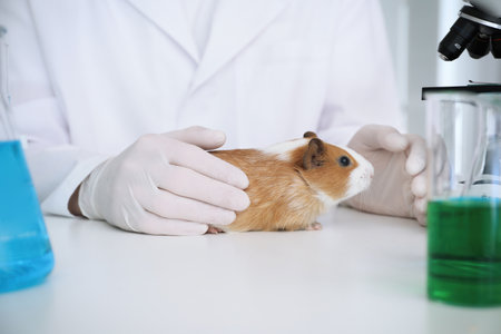 Scientist with guinea pig in chemical laboratory, closeup. animal testingの写真素材