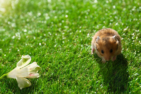 Cute little hamster near flower on green grass outdoorsの写真素材
