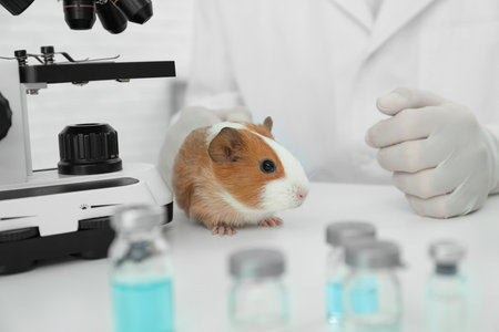 Scientist with guinea pig in chemical laboratory, closeup. animal testingの写真素材