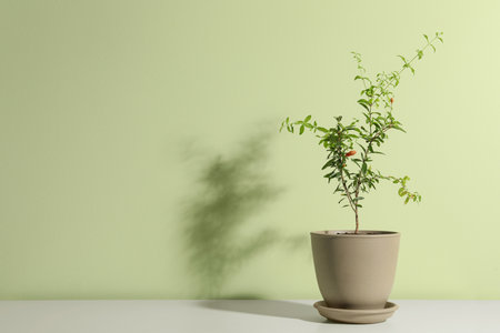 Pomegranate plant in pot on white table near light green wall, space for textの写真素材