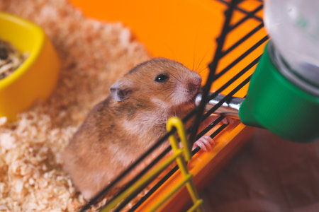 Cute little fluffy hamster drinking in cageの写真素材