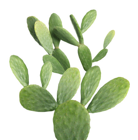 Beautiful big green cactus on white backgroundの写真素材