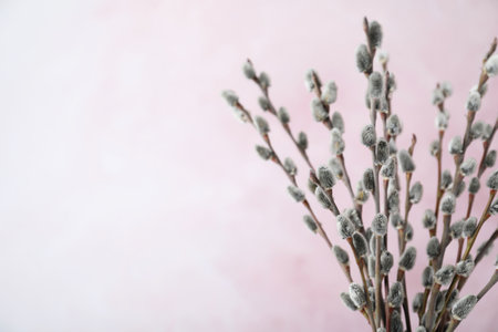 Beautiful bouquet of pussy willow branches on light pink background, closeup. Space for textの写真素材