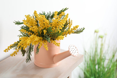 Beautiful mimosa flowers in watering can on wooden tableの写真素材