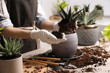 Woman transplanting Haworthia into pot at table indoors, closeup. house plant careの写真素材
