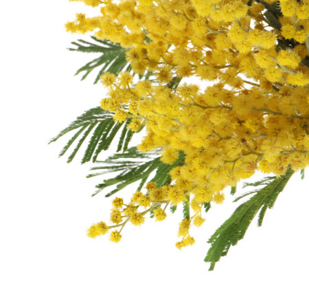 Beautiful mimosa plant with yellow flowers isolated on whiteの写真素材
