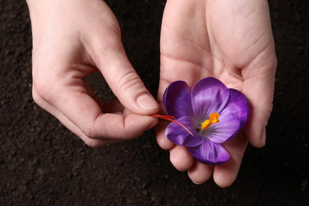 Woman with beautiful Saffron crocus flower outdoors, top viewの写真素材