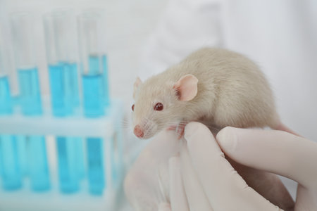 Scientist with rat in chemical laboratory, closeup. Animal testingの写真素材