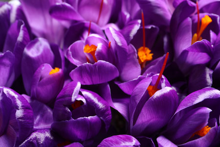 Beautiful Saffron crocus flowers as background, closeupの写真素材