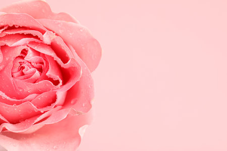 Beautiful fresh rose flower with water drops on pink background, closeup. Space for textの写真素材