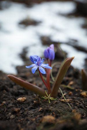Beautiful lilac alpine squill flowers growing outdoorsの写真素材