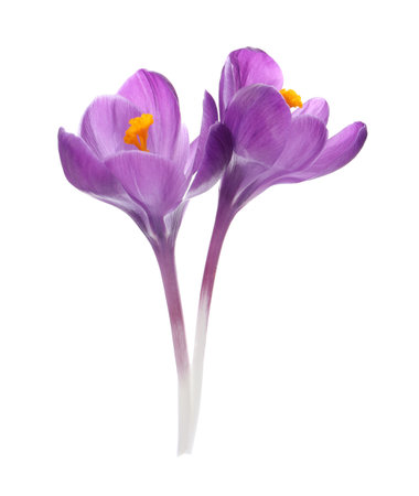 Beautiful purple crocus flowers on white backgroundの写真素材