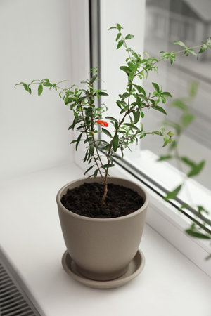 Potted pomegranate plant on window sill indoorsの写真素材