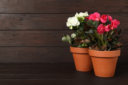 Beautiful blooming pelargonium plants in flower pots on wooden table, space for textの写真素材