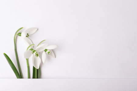 Beautiful snowdrops on white background, top viewの写真素材