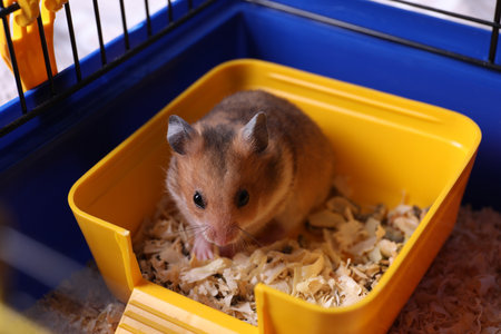 Cute little fluffy hamster eating in cageの写真素材