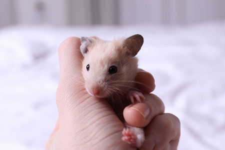Woman holding cute little hamster indoors, closeupの写真素材