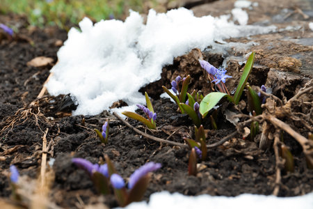 Beautiful lilac alpine squill flowers growing outdoorsの写真素材