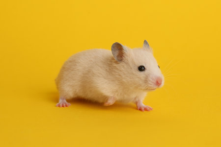 Cute little fluffy hamster on yellow backgroundの写真素材