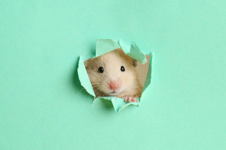 Cute little hamster looking out of hole in turquoise paperの写真素材