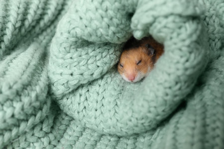 Cute little hamster in sleeve of green knitted sweaterの写真素材