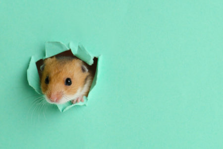 Cute little hamster looking out of hole in turquoise paper. Space for textの写真素材