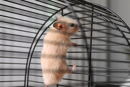 Cute little fluffy hamster climbing in cageの写真素材