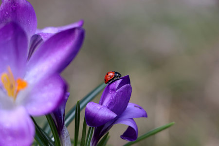 Ladybug on fresh purple crocus flower growing against blurred background, closeupの写真素材
