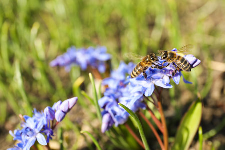 Wasps on beautiful Siberian squill flowers in garden, closeup
