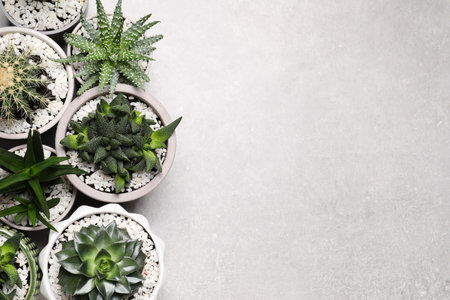 Different house plants in pots on gray table, flat lay. Space for text.の写真素材
