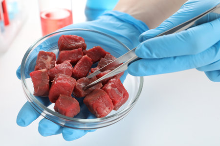 Scientist taking raw cultured meat out of Petri dish with tweezers in laboratory, closeupの写真素材