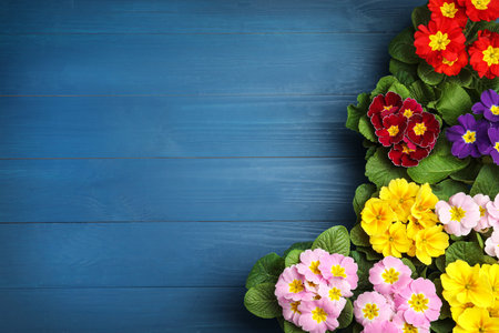 Beautiful primula (primrose) flowers on blue wooden table, flat lay with space for text. spring blossomの写真素材