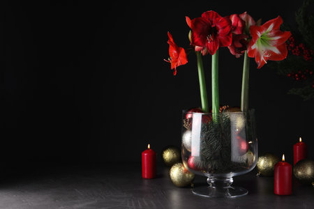 Beautiful red amaryllis flowers and Christmas decor on black background. Space for textの写真素材
